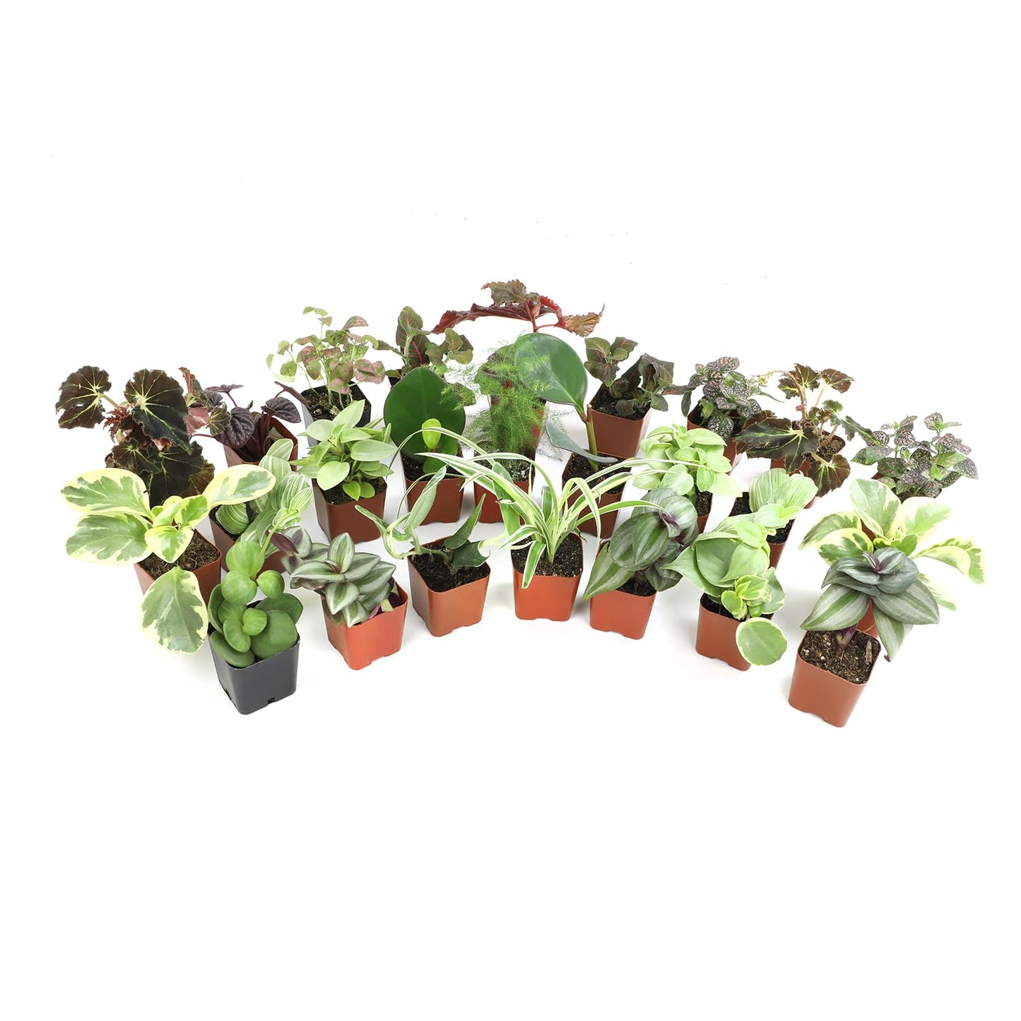 Altman Plants Live Houseplants (12PK), Indoor Plants for Delivery Prime, Live Plants and Gardening Gifts for Plant Lovers, Planters for Indoor Plants with Potting Soil, Live House Plants Indoors Live