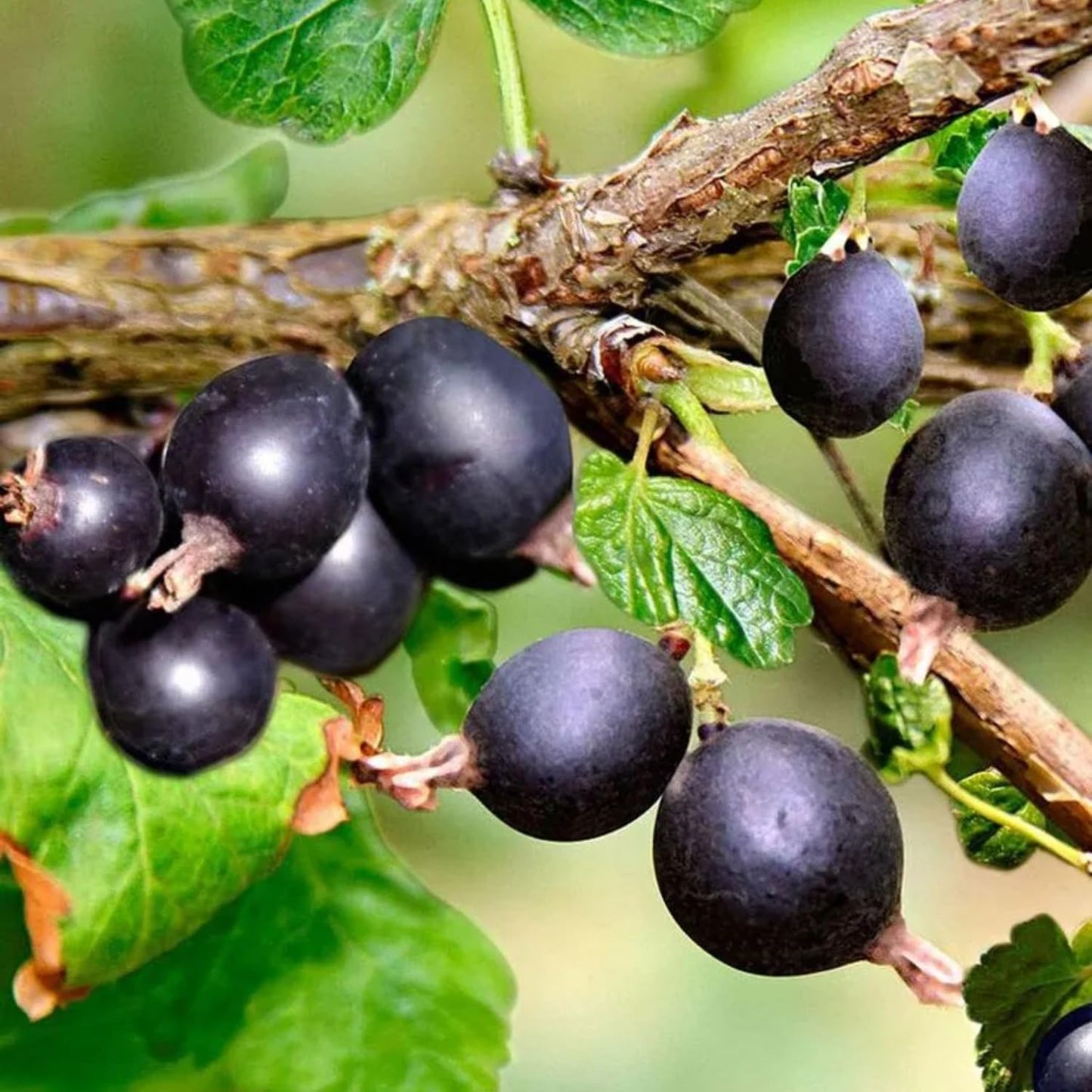 Black Velvet Gooseberry Bush Live Plant Well Rooted, 5-9 Inc Height, Gooseberry Plant Live for Planting
