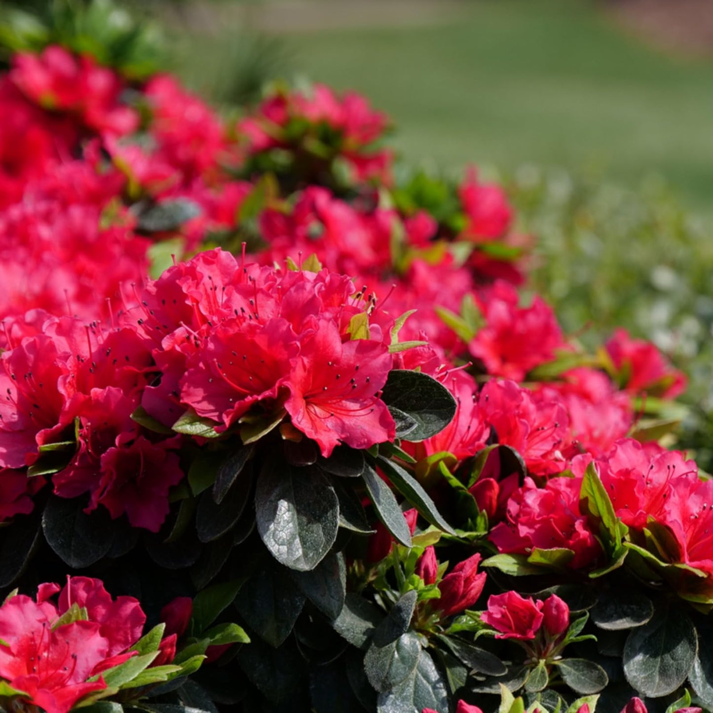 Proven Winners Perfecto Mundo Red Reblooming Azalea (Rhododendron x) Live Plant, 4.5" Qt, 4 Pack