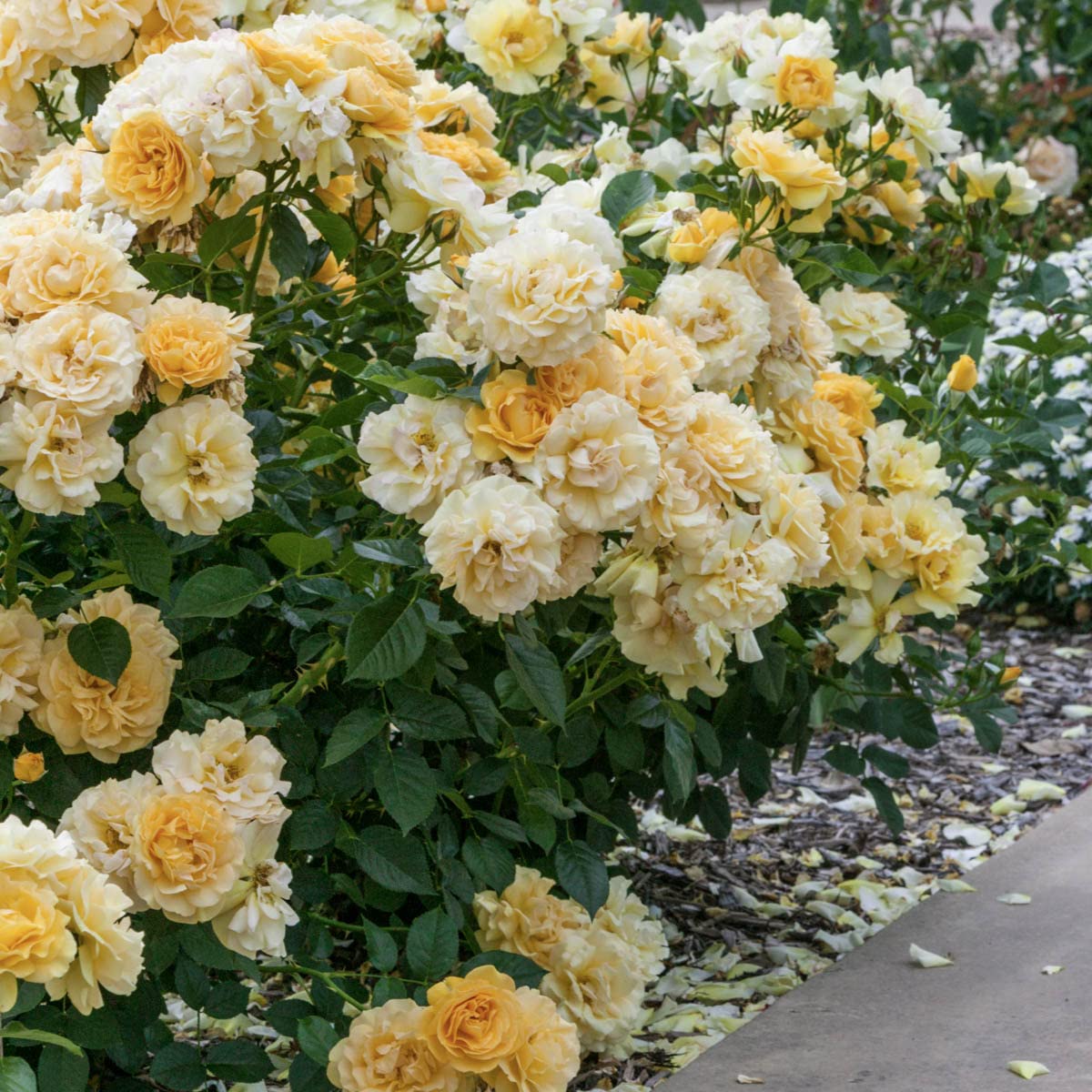 BRECK'S - Julia Child Dormant Bare Root Floribunda Rose, Includes one Plant per Order