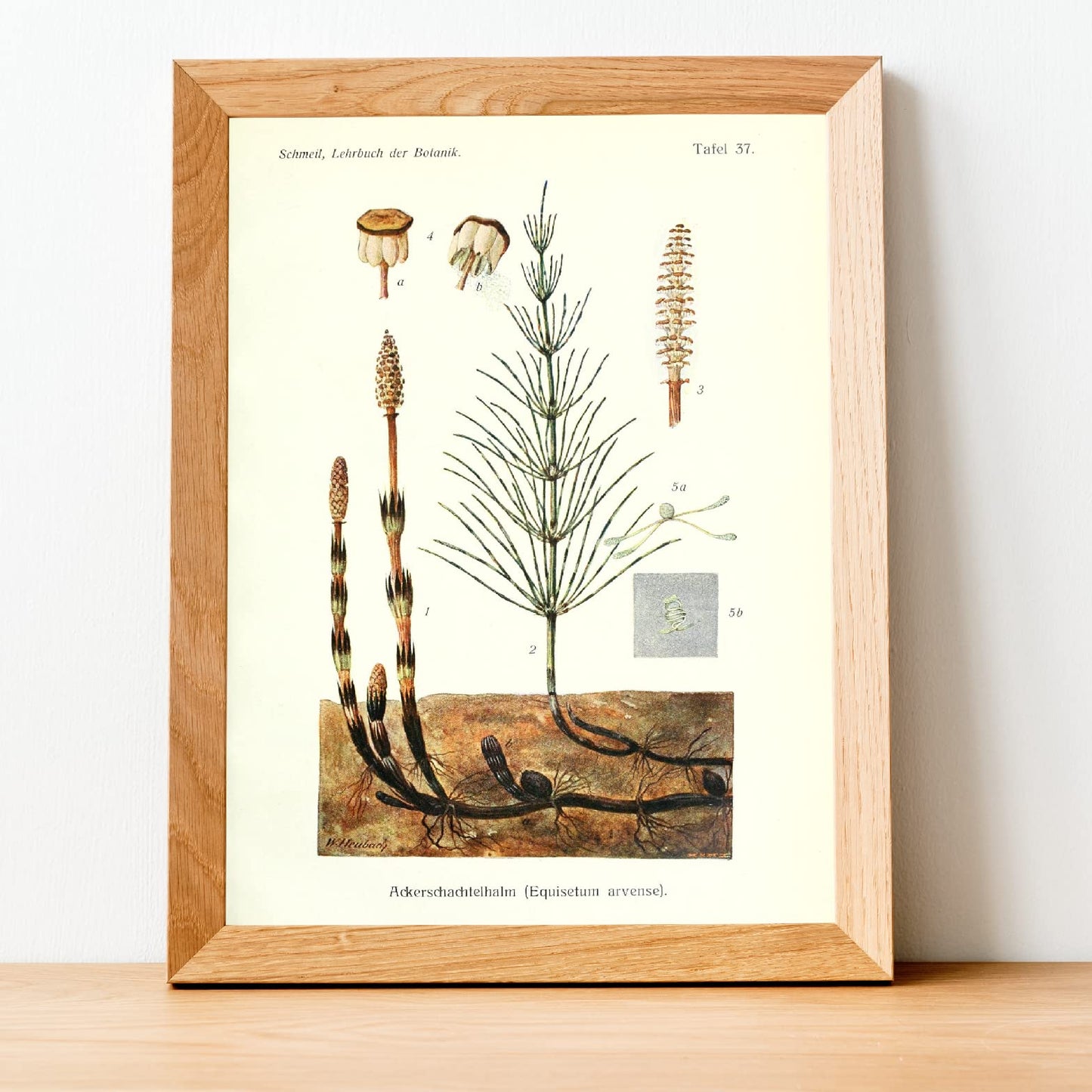 Ink Inc. Botanical Prints Wall Art Woodland Plants - Fern Wildflower Mushroom - Set of 9 5x7- Unframed
