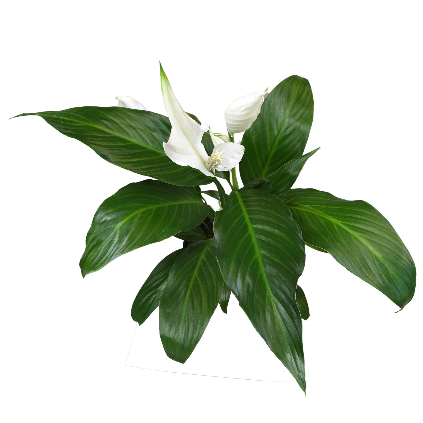 Altman Plants Peace Lily Plant Decor with 6 Inch White Plant Pot, Easy to Grow House Plant, Desk Plant & Office Plant, Easy Plant Gift, Air Purifying Plants Grow in Indoor Plant Potting Soil Mix