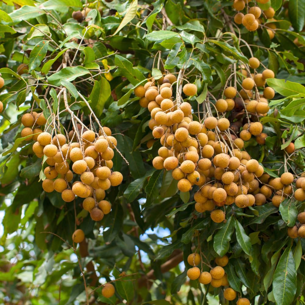 Longan Tree Live Plant, Longan Plant, Well Rooted, 2-3 Feet Tall, Edible Tropical Fruit Plant for Outdoor Planting, No Ship to CA