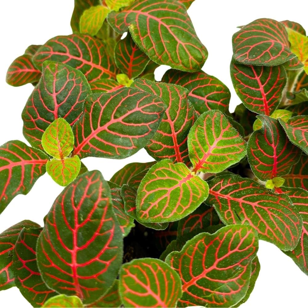 BubbleBlooms Red Nerve Plant 2 inch Set of 3 Mosaic Red Veined Fittonia Tiny Mini Pixie Plants
