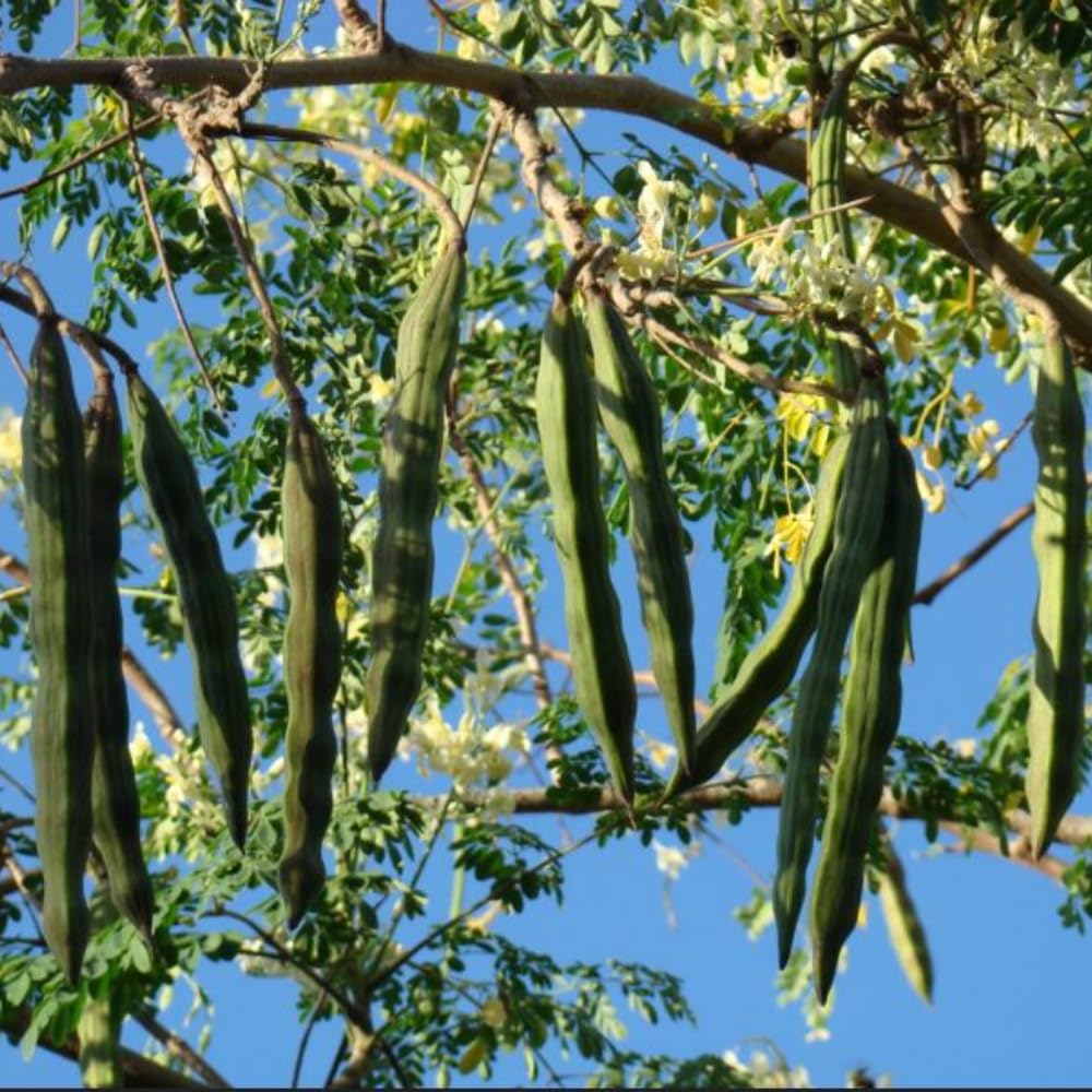 2 Moringa Tree Live Plants, Moringa Oleifera Starter Plants, Drumstick Tree, 5-7 Inch Tall, Fast Growing Ready to Grow for Outdoor Garden, Well Rooted