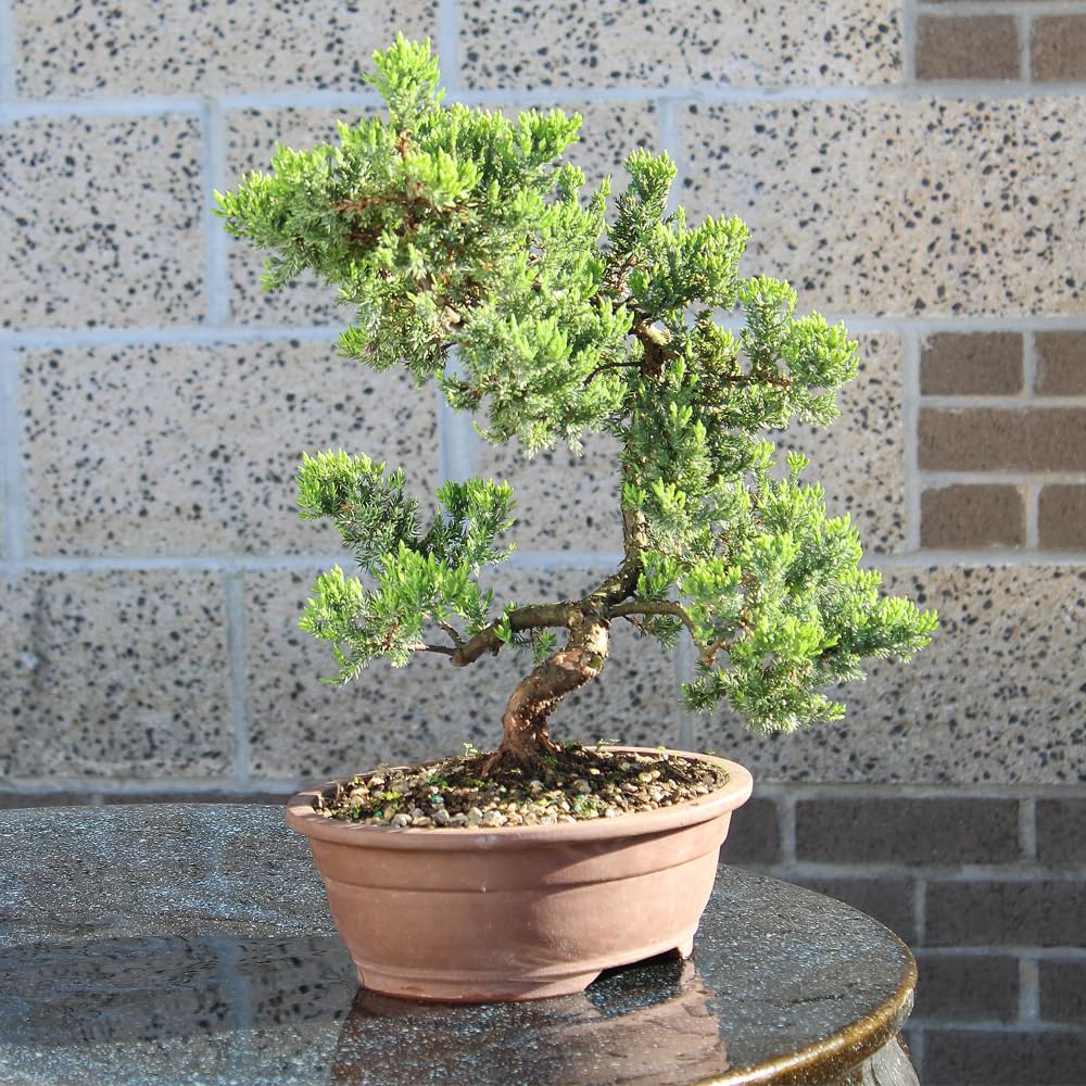 Brussel's Bonsai Live Green Mound Juniper Bonsai Tree - Large, 7 Year, 12 to 16 Inches - Outdoor Bonsai Tree Live with Bonsai Pot