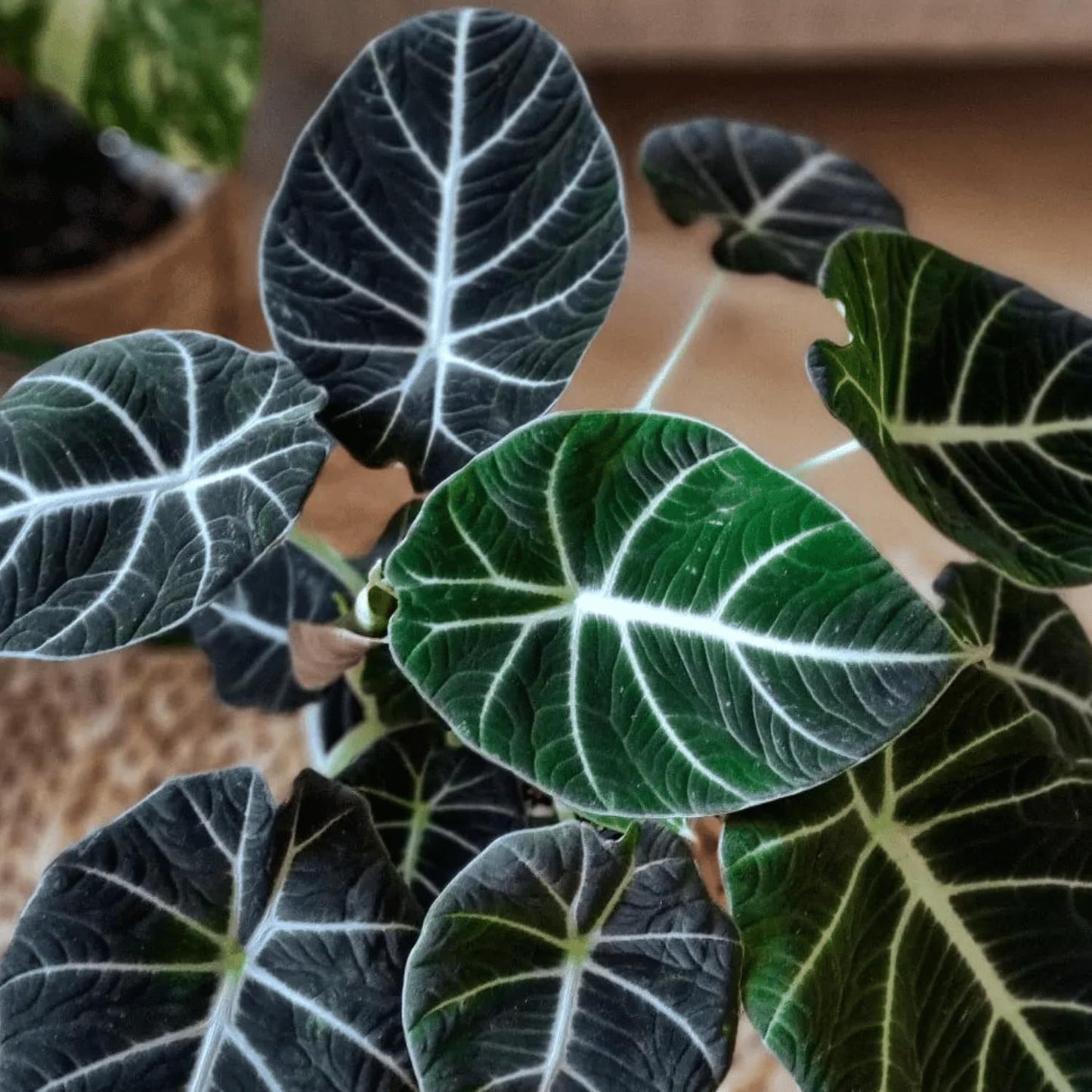 2 Alocasia Black Velvet Live Plants, Black Alocasia Live Plant Indoor Houseplant, Rare Alocasia Plant, No Pot