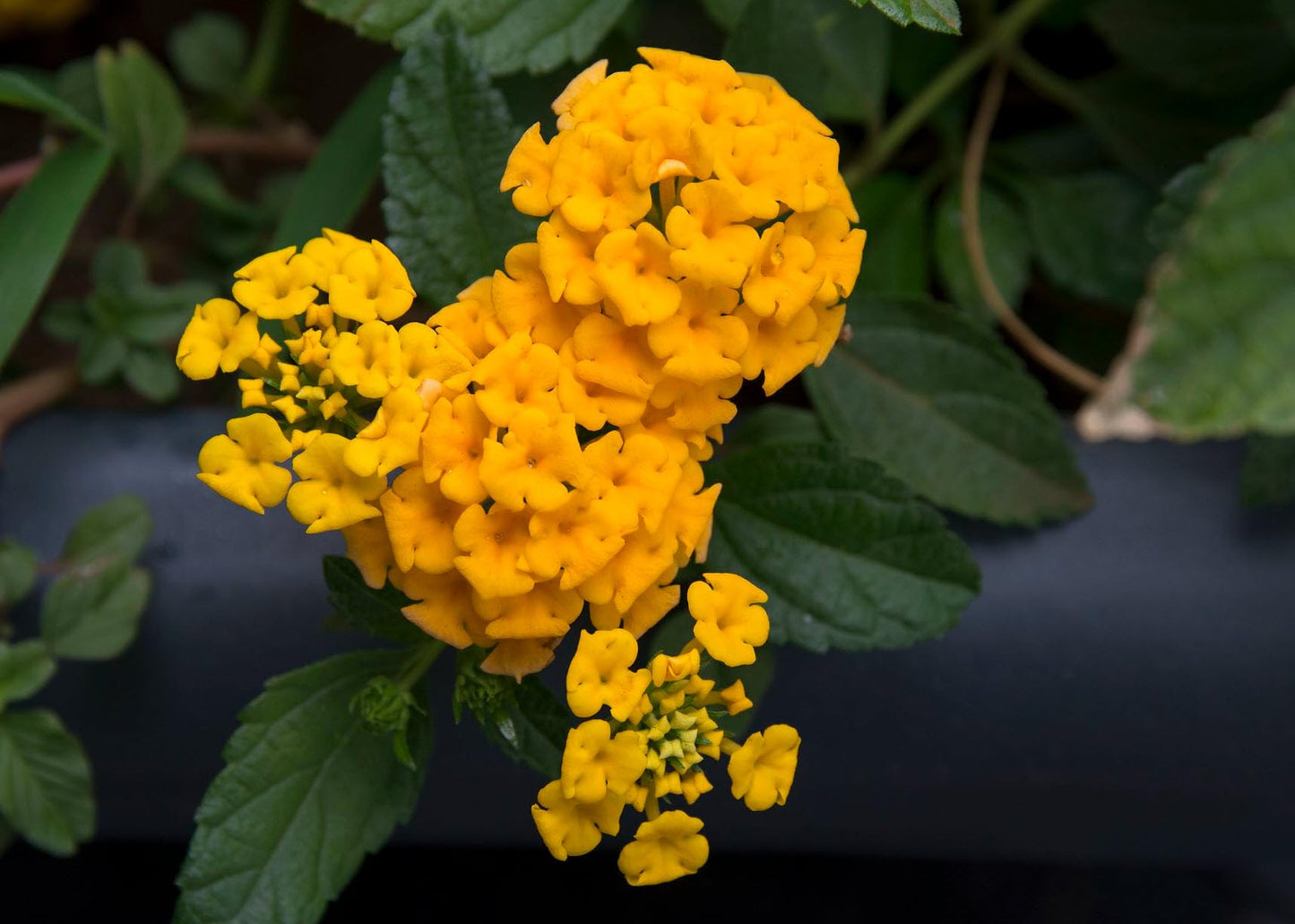 Lantana Plants Live - Chapel Hill Gold Pack of 3 Lantana Live Plants for Planting - 4-6 Inches Tall - Pollinator-Friendly, Container-Friendly, Easy Care
