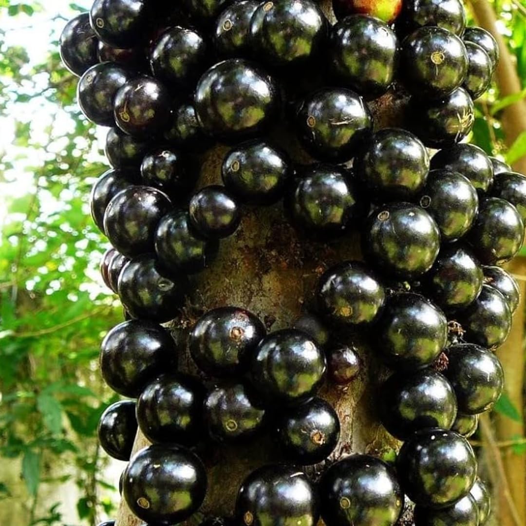1 Years Old Black Jaboticaba Tree Live Plant No Pot, 1 Feet Tall, Well-Rooted and Fast-Growing Brazilian Jabuticaba Grapetree
