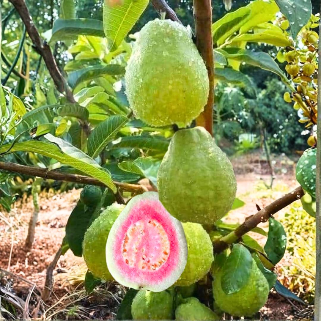 Pink Guava Tree Live Plant, 3 to 6 Inc Tall, Well Rooted, 6 Months Old Guava Tree, Fragrant Guava for Planting, Cold Hardy