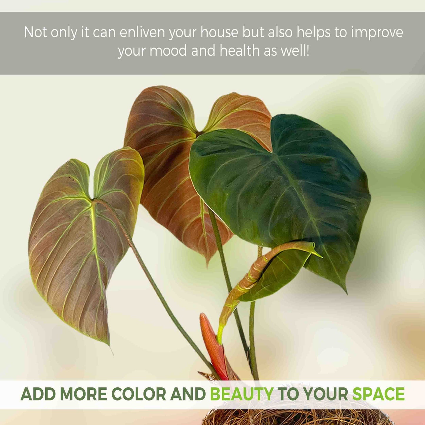 LEAL PLANTS ECUADOR Philodendron Rubrijuvenile 'El Choco Red',Live Indoor House Plant | Heart-Shaped Foliage | Air Purifying Tropical Plant |Perfect for Home Decor, Unique Gift for Plant Lover
