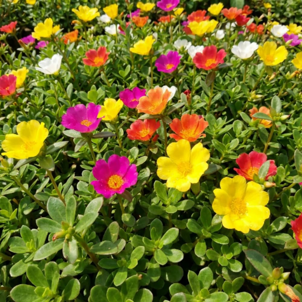 4 Assorted Portulaca Plants Live, Moss Rose Portulaca Plants, 4-7'' Tall, Flowering Groundcover Garden