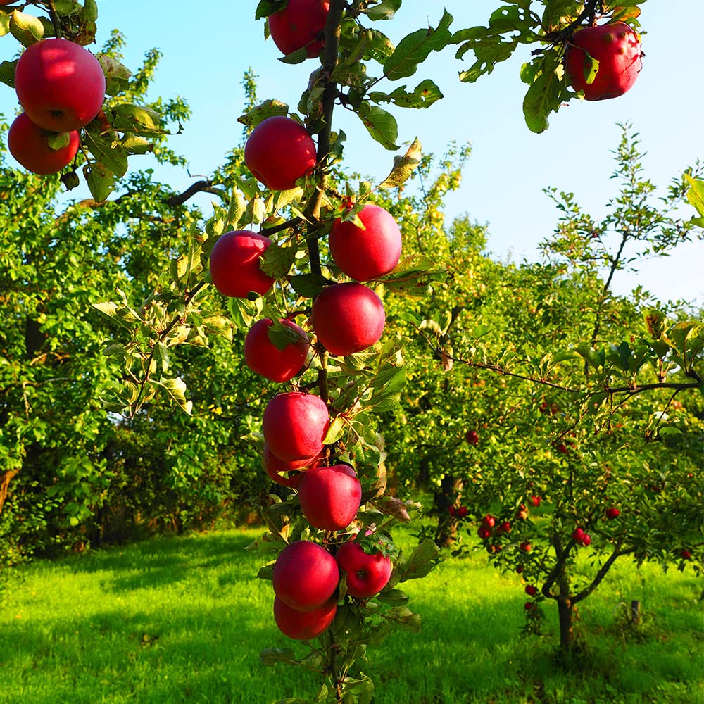 200+ Mix Dwarf Bonsai Fruit Tree Seeds for Planting, 4 Variety Individual Packs, 50+ Lemon Tree Seeds 50+ Cherry Tree Seeds 50+ Orange Tree Seeds 50+ Apple Seeds Organic Heirloom Fruit Seeds