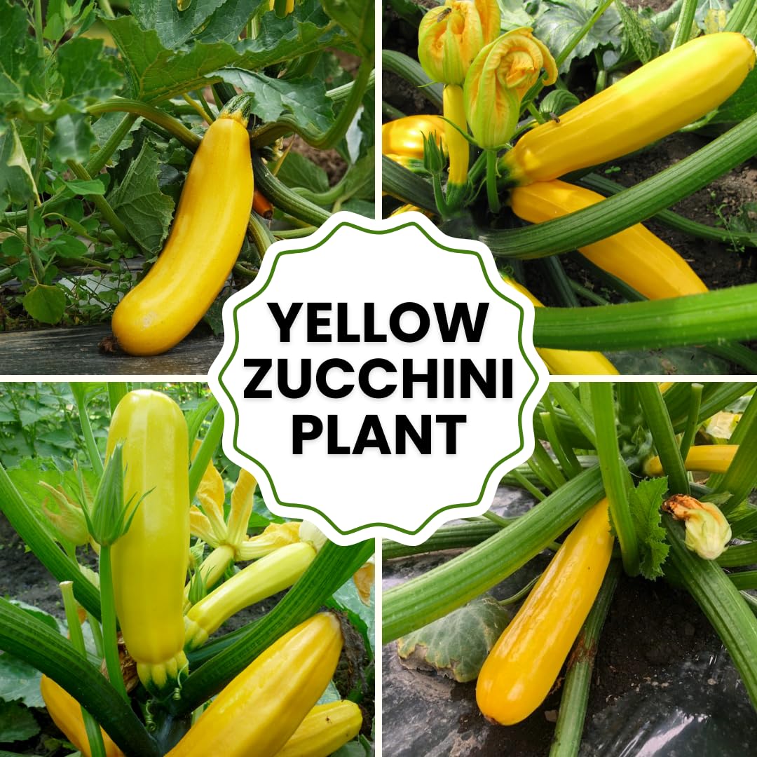 6 Yellow Squash Plants Live, 3 to 5 Inch Tall, Zucchini Plants Live, 4 Inch Pot Vegetable Plant