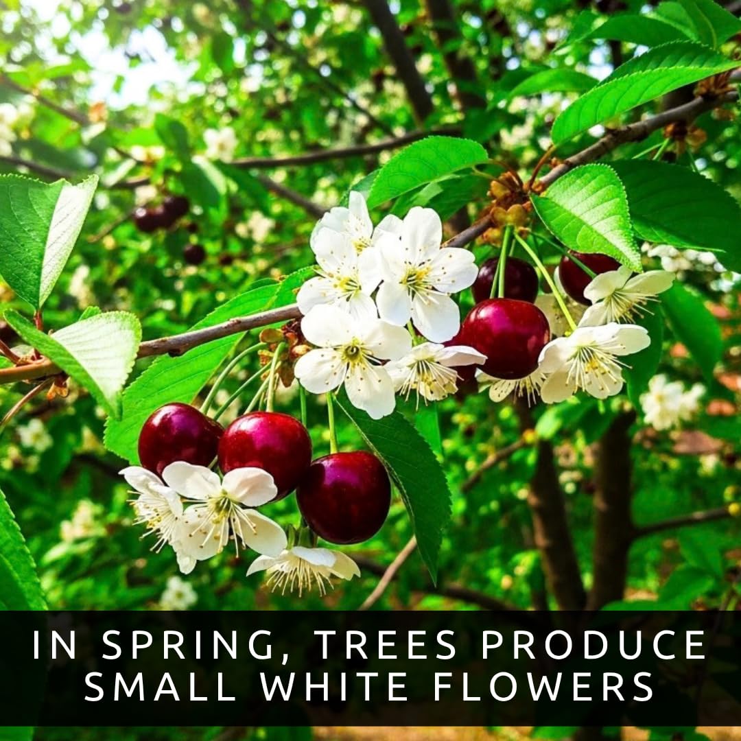 5 Black Cherry Tree Live Plants 1–2 Ft Tall (Prunus serotina) – Fast Growing Native Fruit Tree – Edible Cherry, Wildlife Habitat & Backyard Orchard Starter Tree (5 Live Tree Plants)