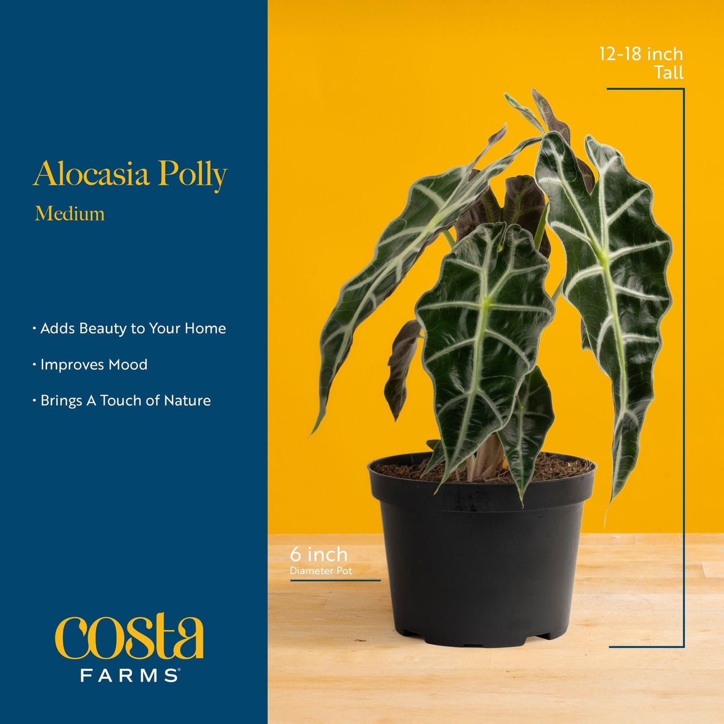 Costa Farms Alocasia Polly Live Plant in Decorative Pot, Indoor Houseplant, Perfect for Home, Room, or Office Decor, Great House Warming or Birthday Gift, 12-18 Inches Tall