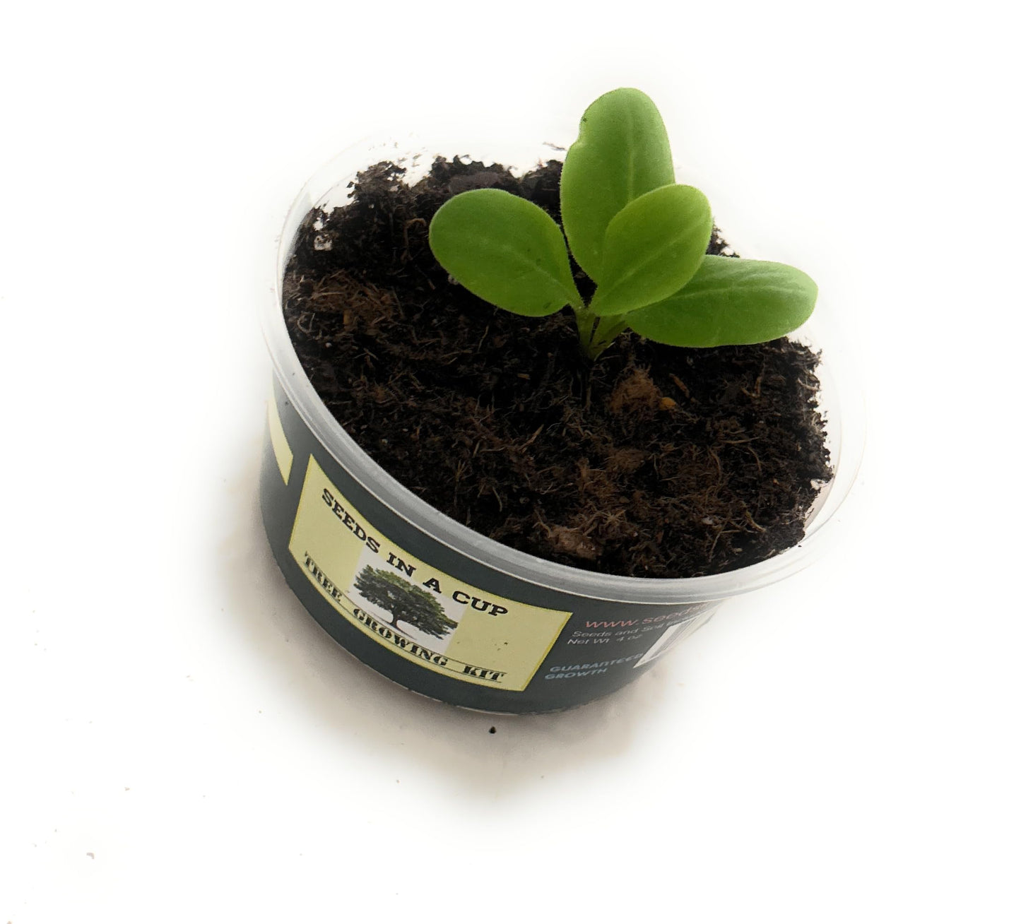 Seeds In A Cup: Tree Grow Kit | Easy to use | Educational | Memorial Gift | Plant It for The Planet | Grow Your Own Tree |Wide Selection to Choose from (Apricot)