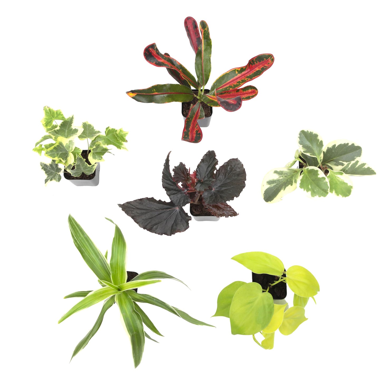Easy to Grow Live Houseplants (6 Pack), Deluxe Collection of Assorted Air Purifying Indoor Plants, Peperomia, Spider Plants, No Duplicates, Pothos, Easy Plant Care, 2 in Pots, Begonia, Croton
