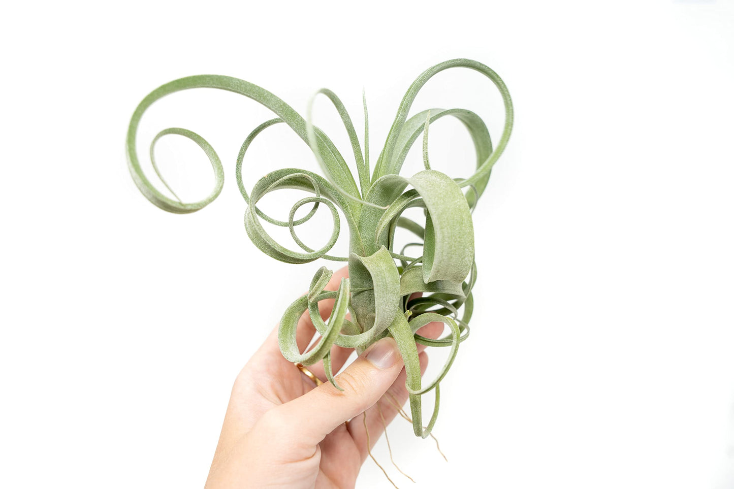 Air Plant Shop 3 Pack Tillandsia Curly Slim (T. Intermedia x T. Streptophylla) Air Plant - Succulents - Live Tillandsia - Easy Care Indoor and Outdoor House Plants