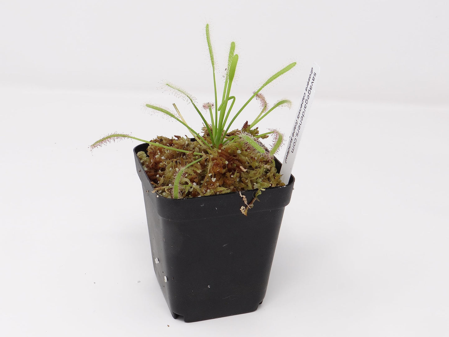 Large Carnivorous Cape Sundew (Drosera capensis Typical) Plant, Beginner Friendly Large Live Flowering Size