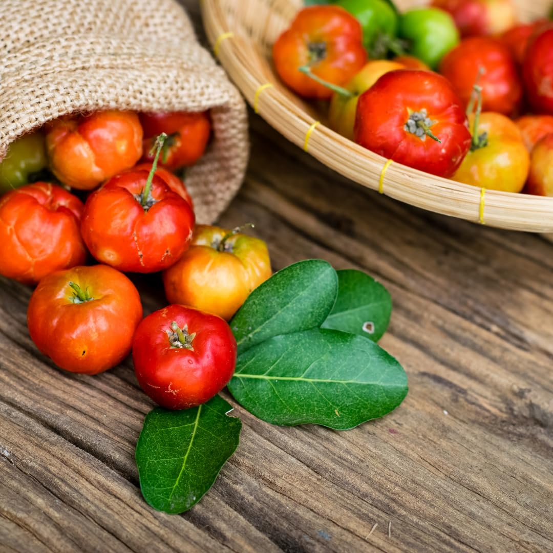 Set of 2 Live Barbados Cherry Tree Plant, Acerola Red Cherry Tree, Tropical Fruit Plant, 4-8 Inches Tall, Ready for Growing