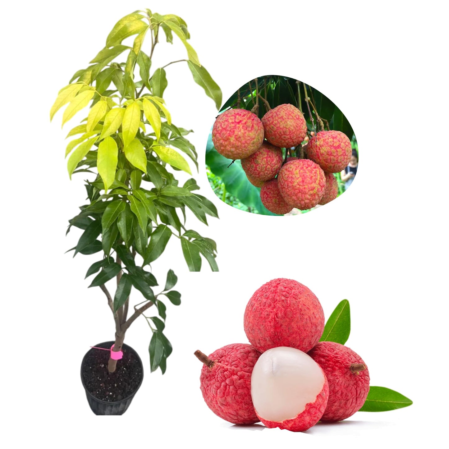 Sweetheart Lychee Plant Live for Planting, Tropical Litchi Fruit Plant for Garden 1 to 2 Feet Tall in 3 Gallon Pot - Not Ship CA