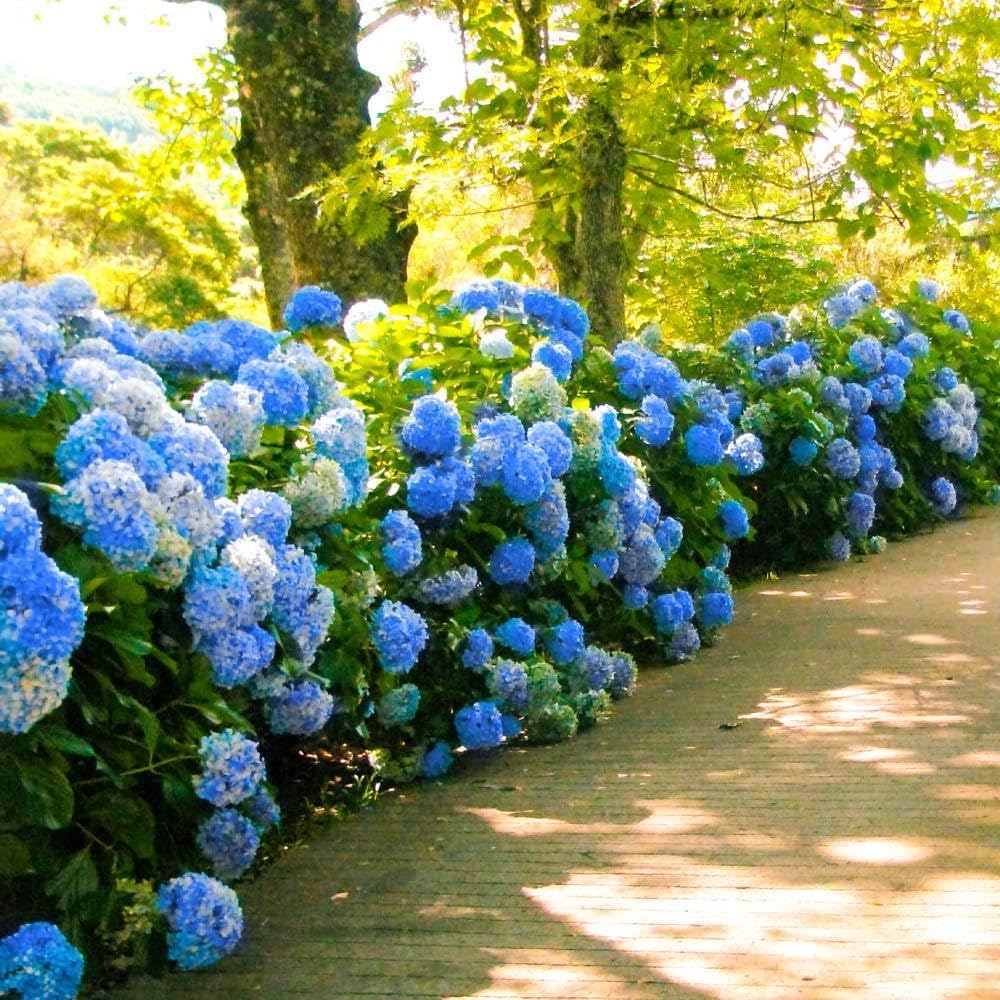 Hydrangea Live Plant, 6-12 Inch Tall, Hardy Flowering Shrub in 2.5" Pot, Outdoor Garden Hydrangea Bush (Blue Hydrangea)