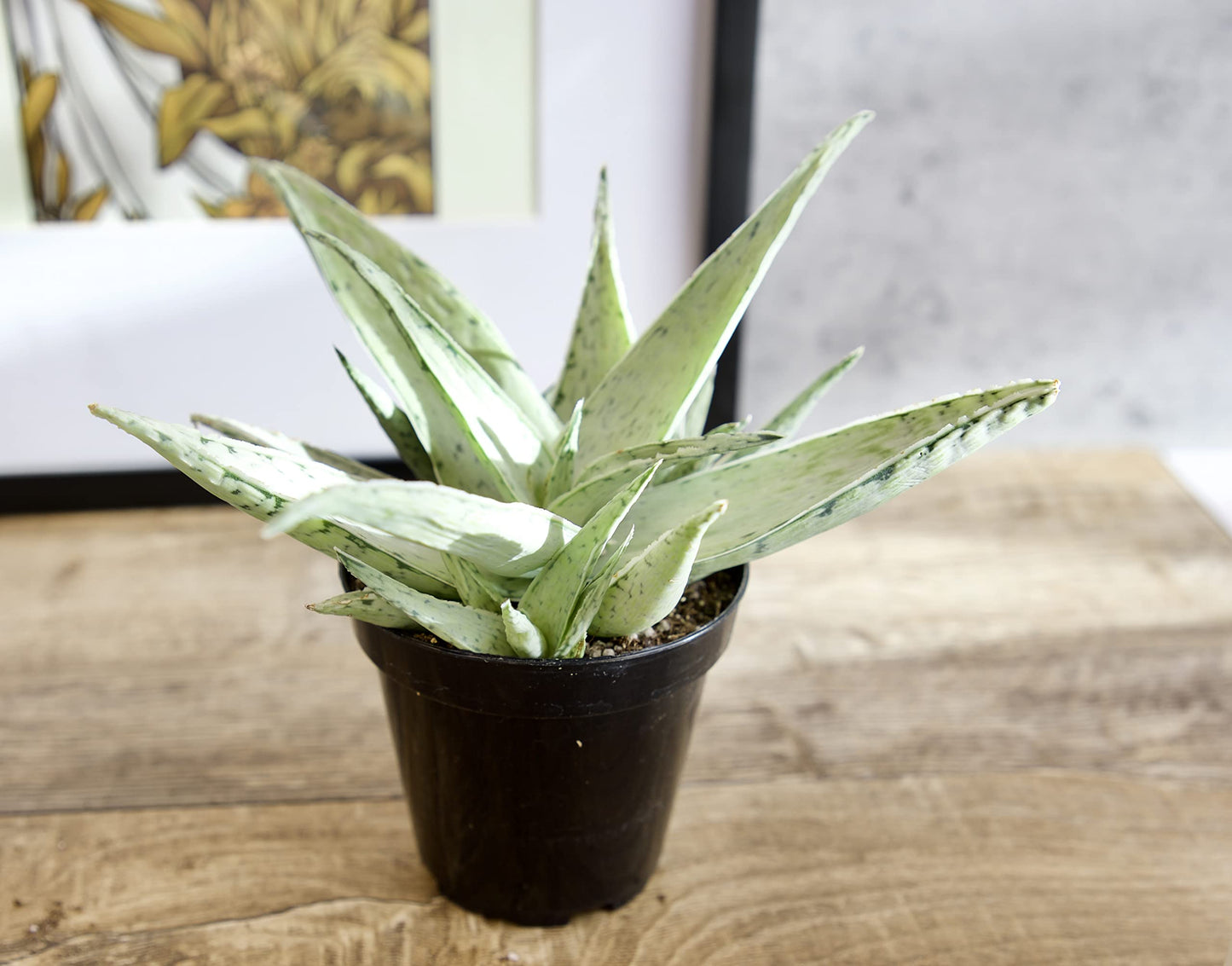 Live Aloe Plant Succulents, Succulents Plants Live in Potting Soil Mix, Potted Succulents Live Plants, Star Aloe Plants Live with Cacti Pots, Cactus Plants Live Succulent Plants by Plants for Pets