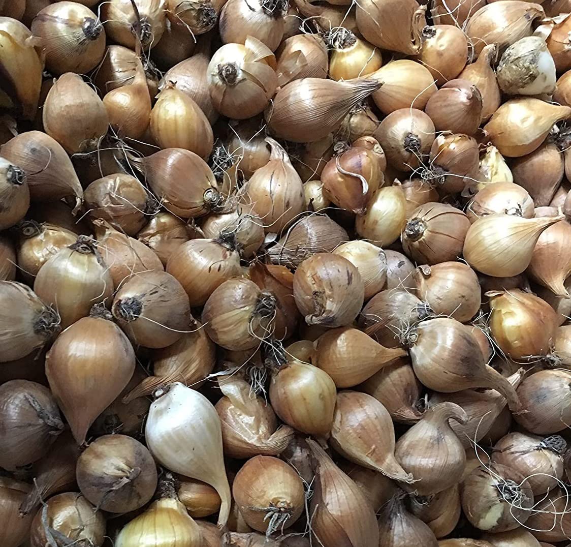 Votaniki Dutch Iris Mixed Bulbs - Perennial, Long-Lasting Blooms, Attracts to Pollinators, Iris Flowering Bulbs | Colorful Dutch Iris Bulbs for a Vibrant Garden (12 Pack)