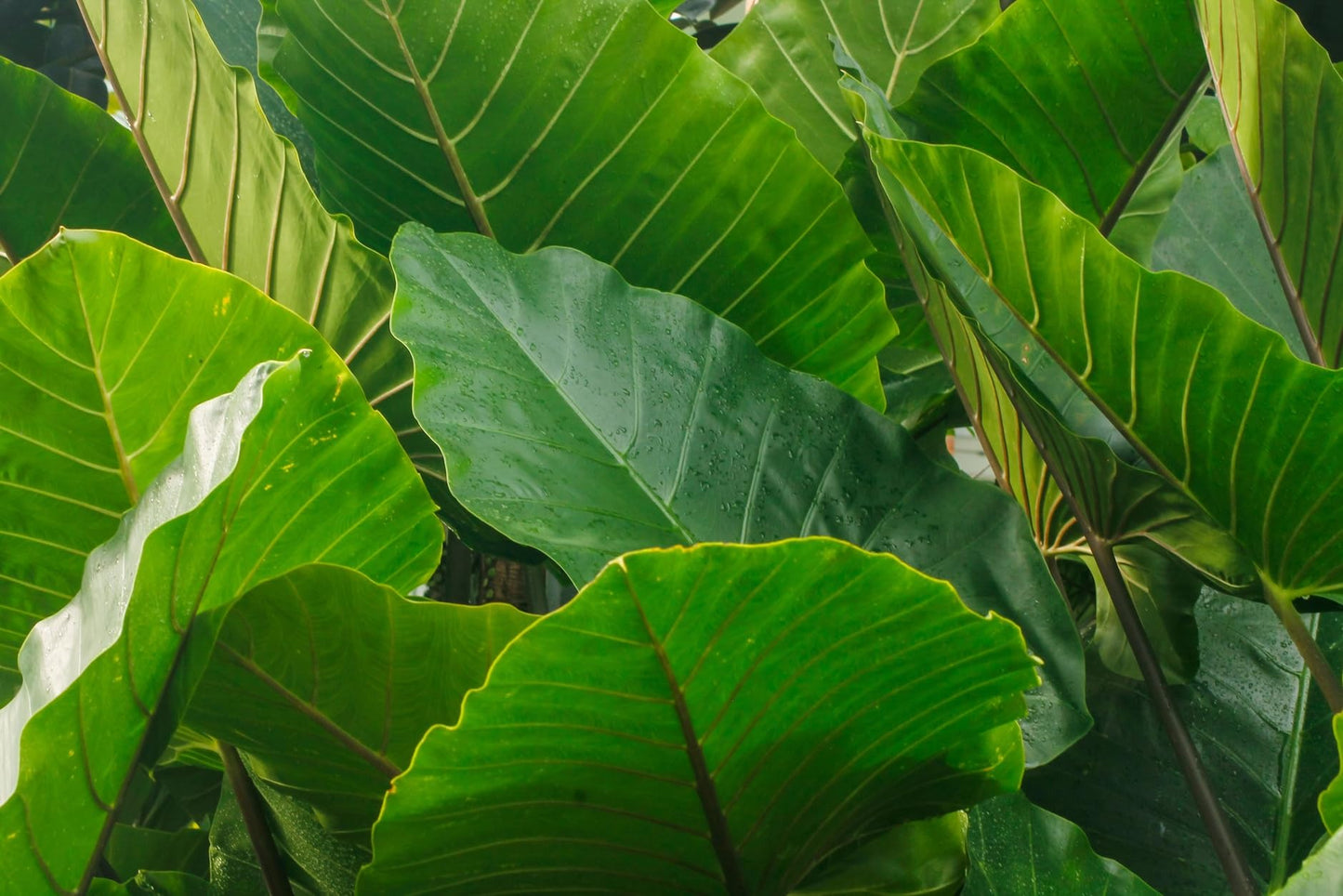 Elephant Ear Bulbs for Planting - Colocasia – Large Tropical Elephant Ears for Garden & Containers – Fast-Growing Ornamental Bulbs (3 Bulbs)