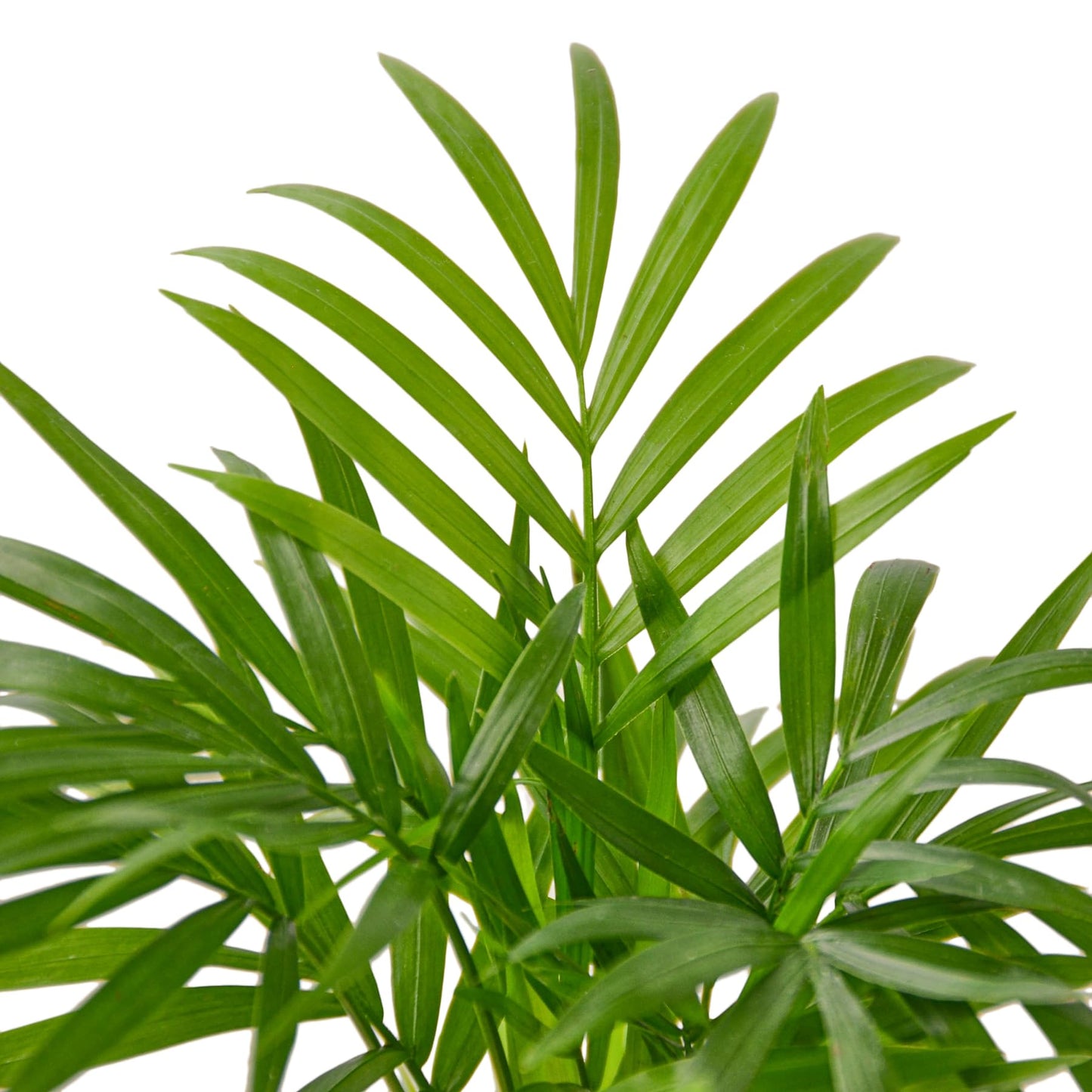 Parlor Palm Live Indoor Plant | Neanthebella Live Plant | Air Purifying Plant | Ship from CA in Nursey Pot | PET Friendly (Medium Plant, 4" Pot)