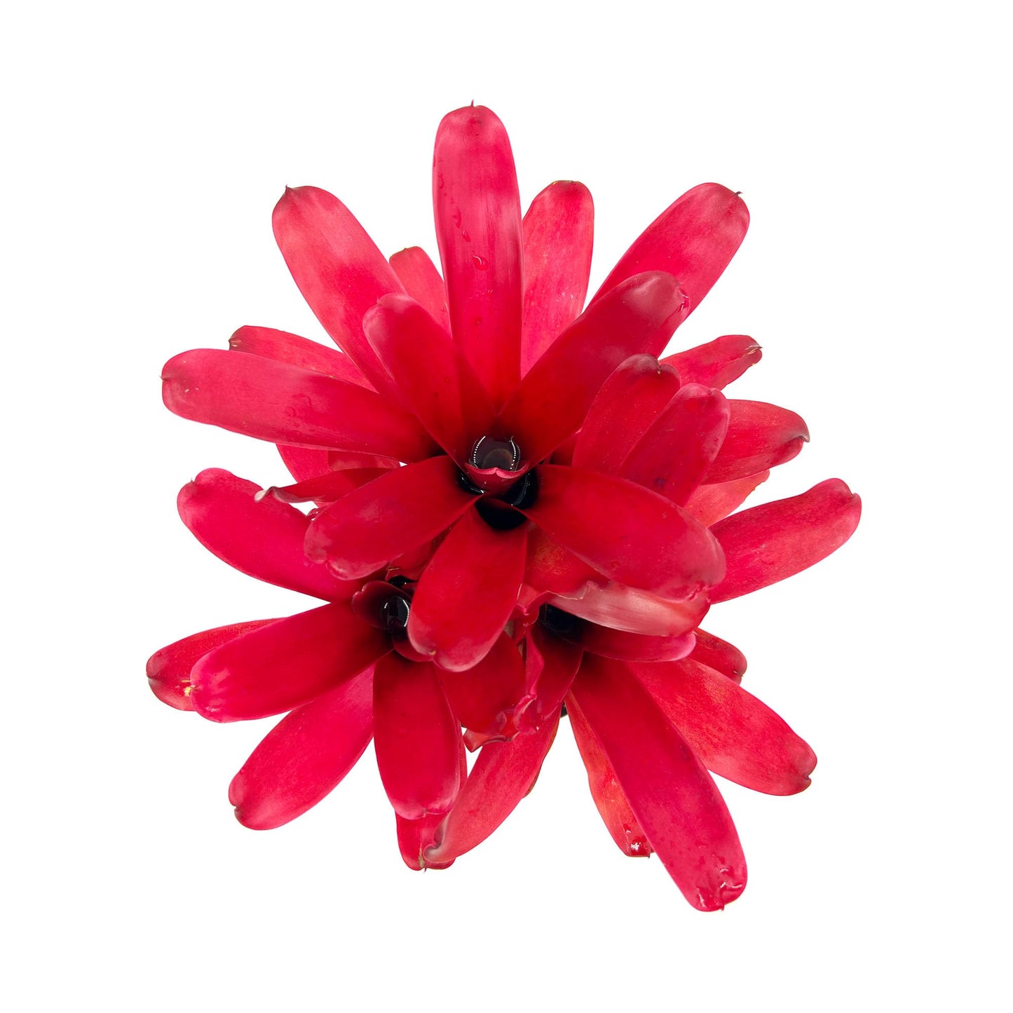 ragnaroc Live Plants - Bromeliad Neoregelia 'Super Fireball', 10-12" in 6" Pot - 1ct - Live Arrival Guaranteed - House Plants for Home Decor & Gift