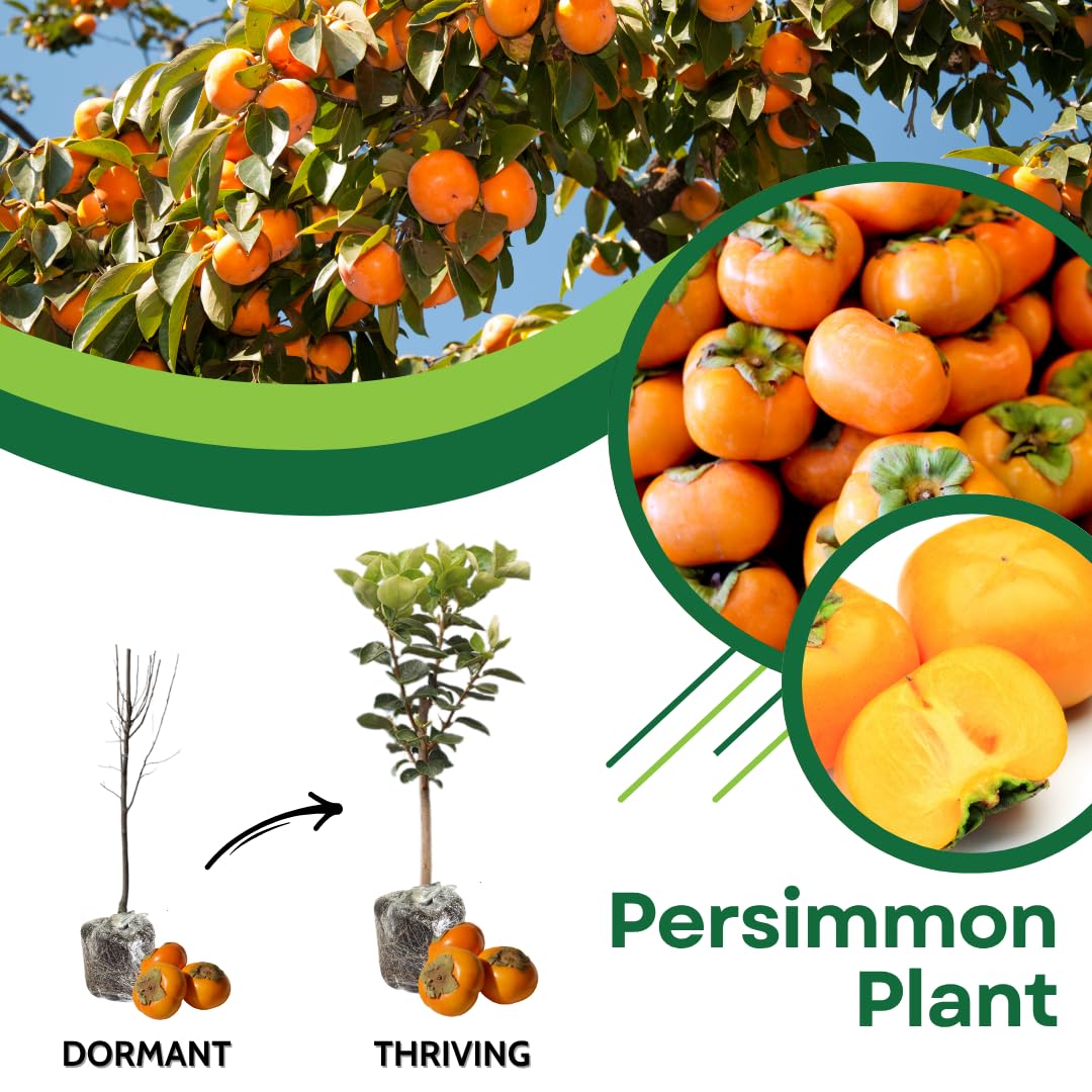 American Persimmon Tree Live Plant, Persimmons Fruit Plant Live, Zone 9 to 11, 5 to 7 Inc Tall Well Rooted