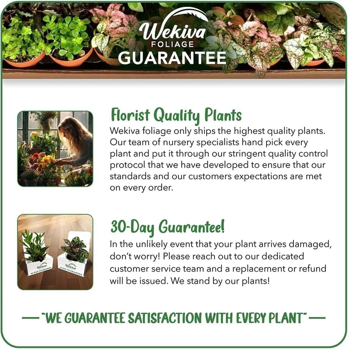 Velvet Trumpet Pitcher Plant - 1 Live Starter Plant - Sarracenia - Beautiful Colorful Easy Care