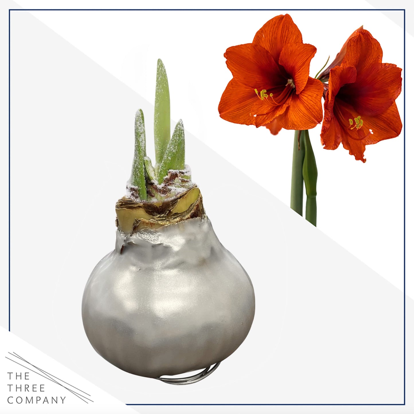 Waxed Amaryllis Bulb – Silver Wax with Red Blooms – Live Holiday Gift Plant, Easy Care, No Watering Needed