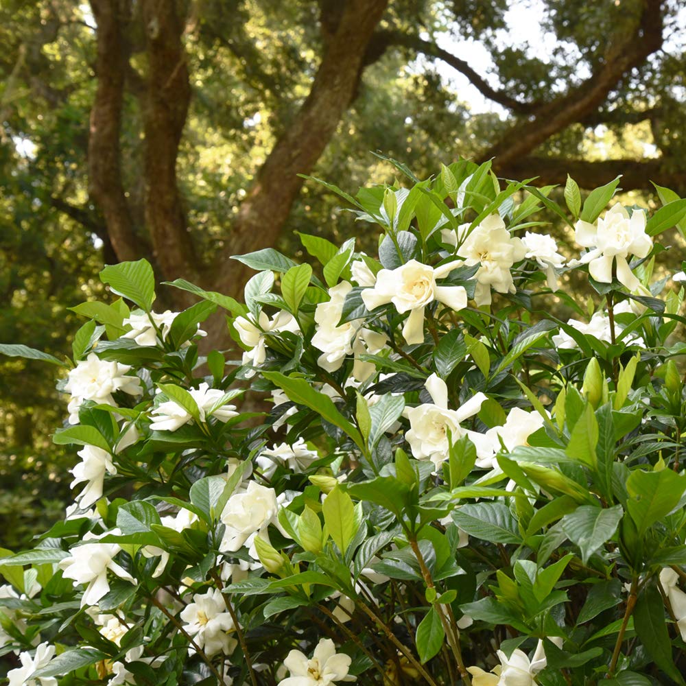 Perfect Plants August Beauty Gardenia Live Plant, 1 Gallon Pot