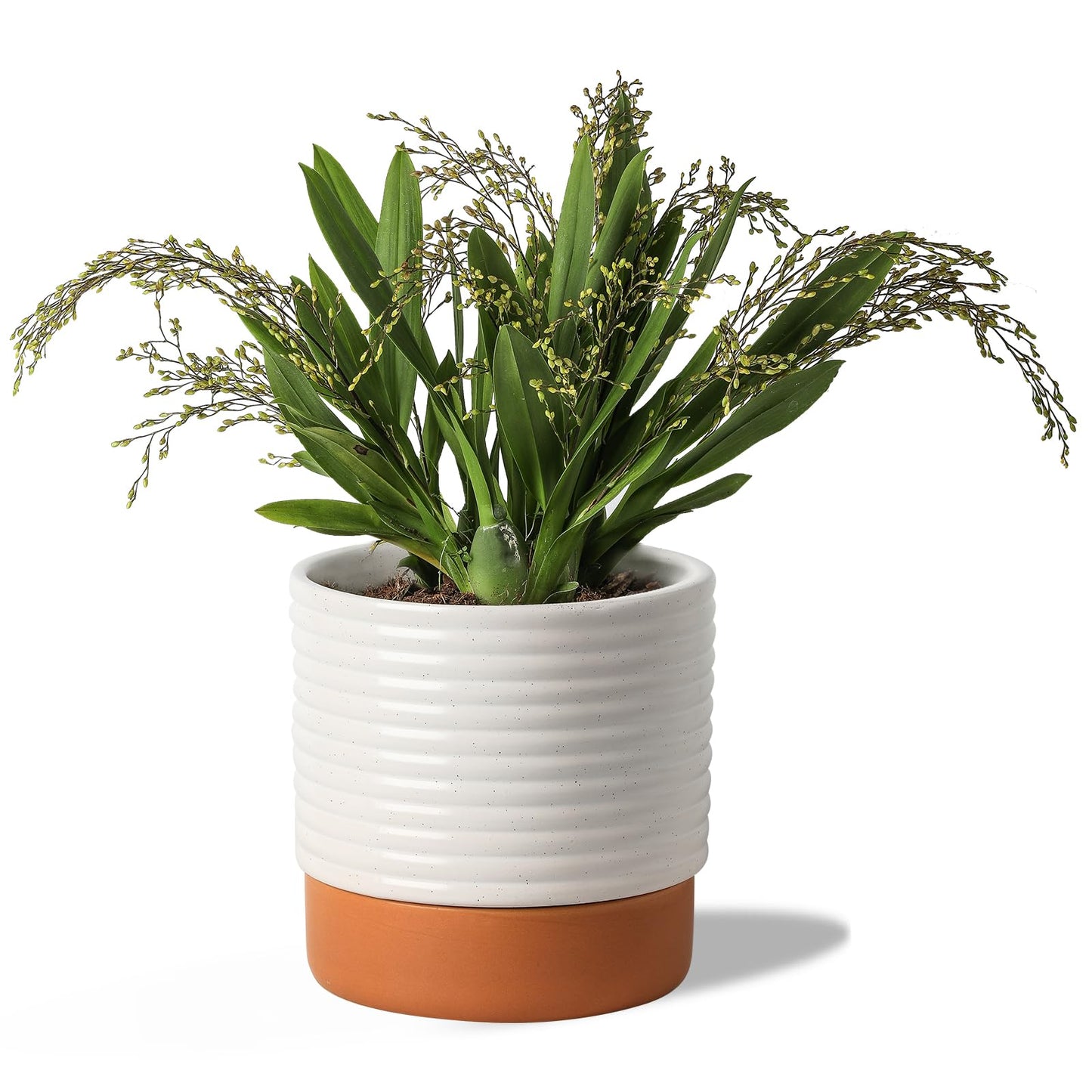 Chubacoo Self Watering Plant Pot : 8 Inch Ceramic Planter with Drainage Hole & Water Storage Plus - Flowerpot for Indoor & Outdoor Plants (Cream White & Red-Brown)