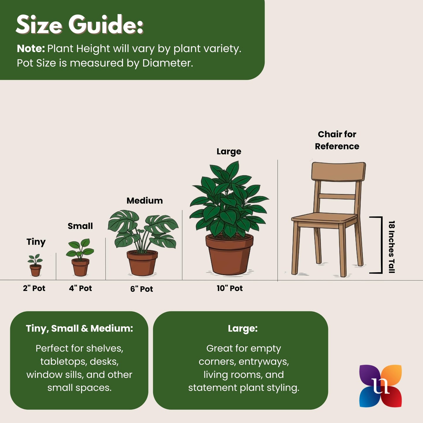 United Nursery ZZ Plant Live 22–27 inches Tall in 10 inch Plant Pot, Large Indoor House Plant, Low Light Drought Tolerant Floor Plant for Home and Office