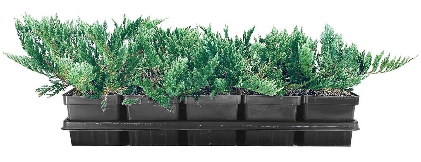 Juniper Blue Chip | 3 Live 4 Inch Pots | Juniperus horizontalis 'Blue Chip' | Low-Maintenance Ground Cover Plants | Drought-Tolerant Landscaping Shrub