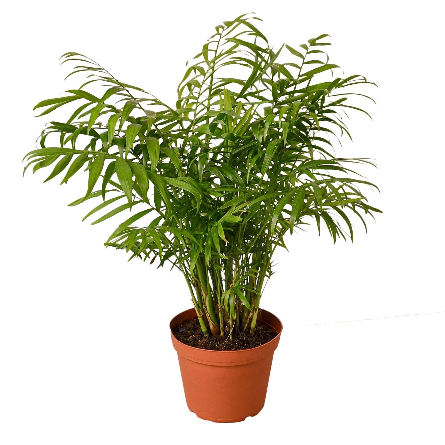 Parlor Palm | Live Plant for Indoor & Outdoor | for Living Room, Office, Bathroom | (6" Pot)
