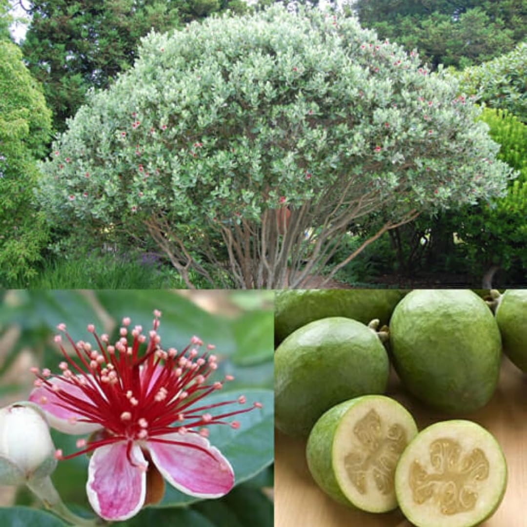 Fragrant Guava Tree Live Plant, Well Rooted 4"-10" in Tall, Tropical Fruit Guavas for Gardening, Zones 9-11 (Pineapple)