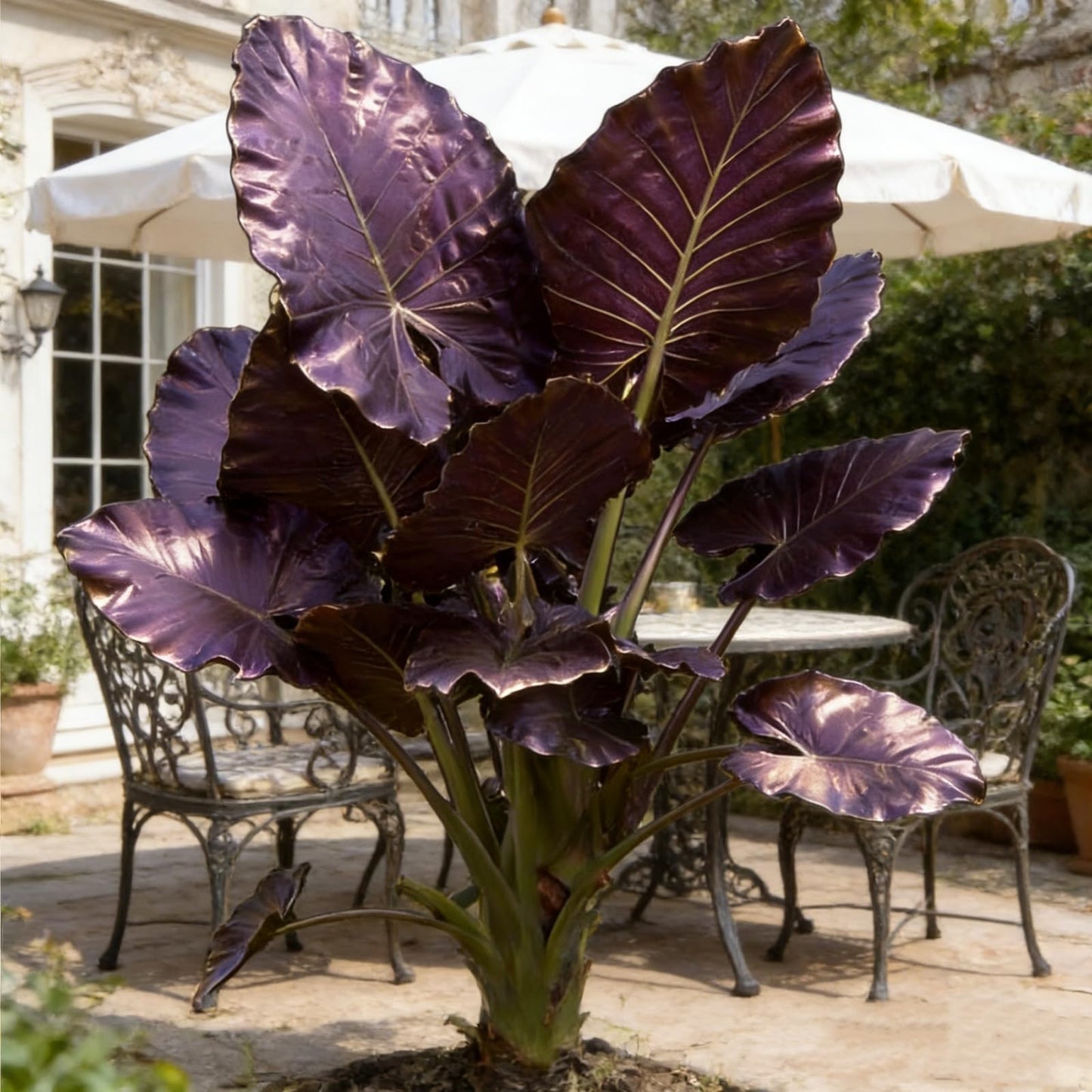 Elephant Ear Plant Bulbs | Exotic Tropical Colocasia for Outdoor Garden Patio and Home Decoration (6)