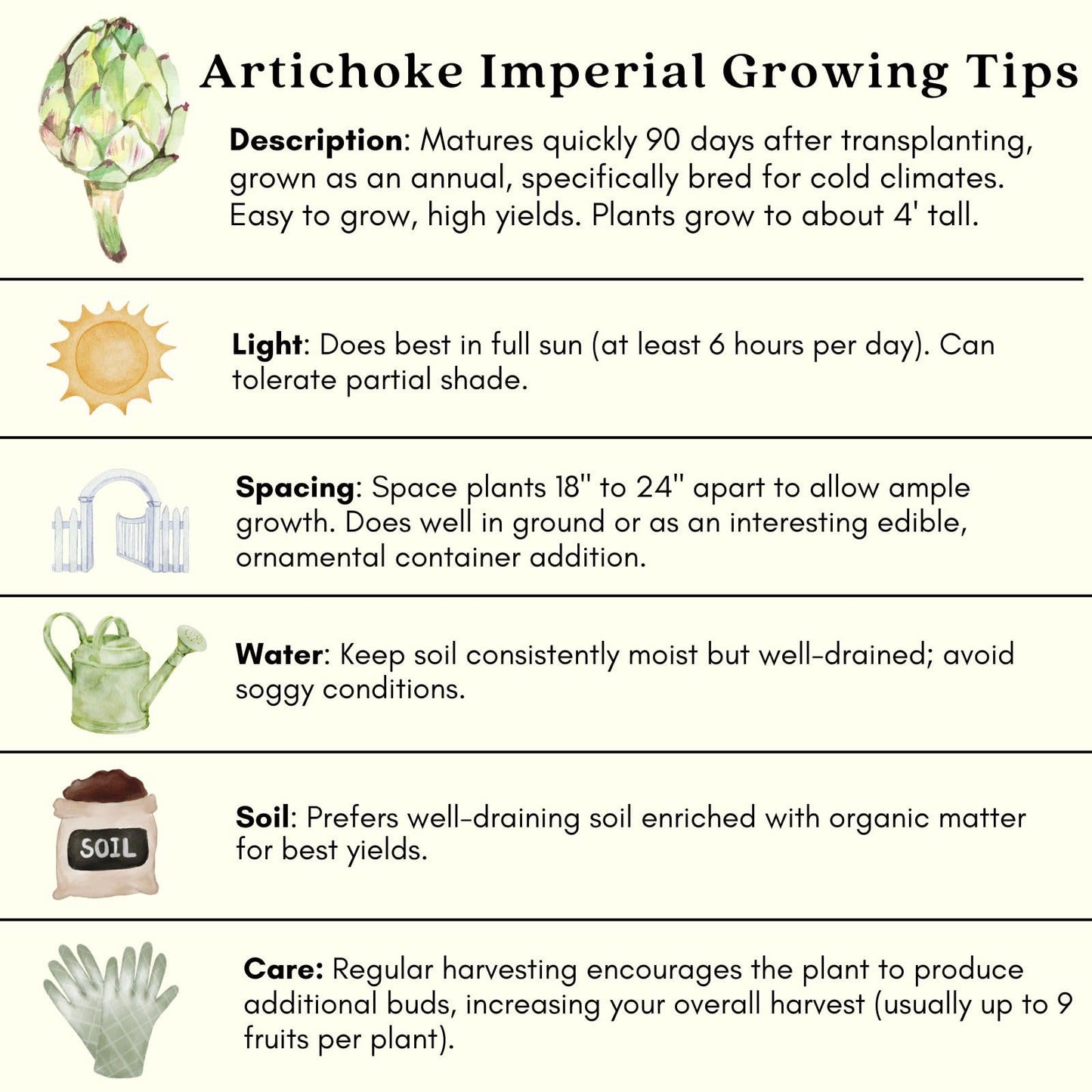Clovers Garden Imperial Artichoke Plants - Two (2) Live Plants – Non-GMO - Not Seeds - Each 4" to 8" Tall – in 4" Inch Pots - Edible Vegetable, Gourmet Favorite