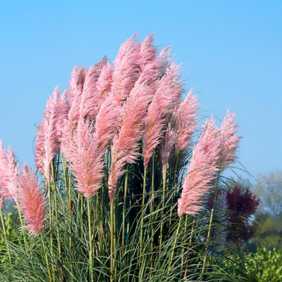 2 Grass Ornamental Grasses Seedlings, Live Grass Perennial Hardy Ornamental Plants, Outdoor Planting, 5-9" Tall (Pink Pampas)