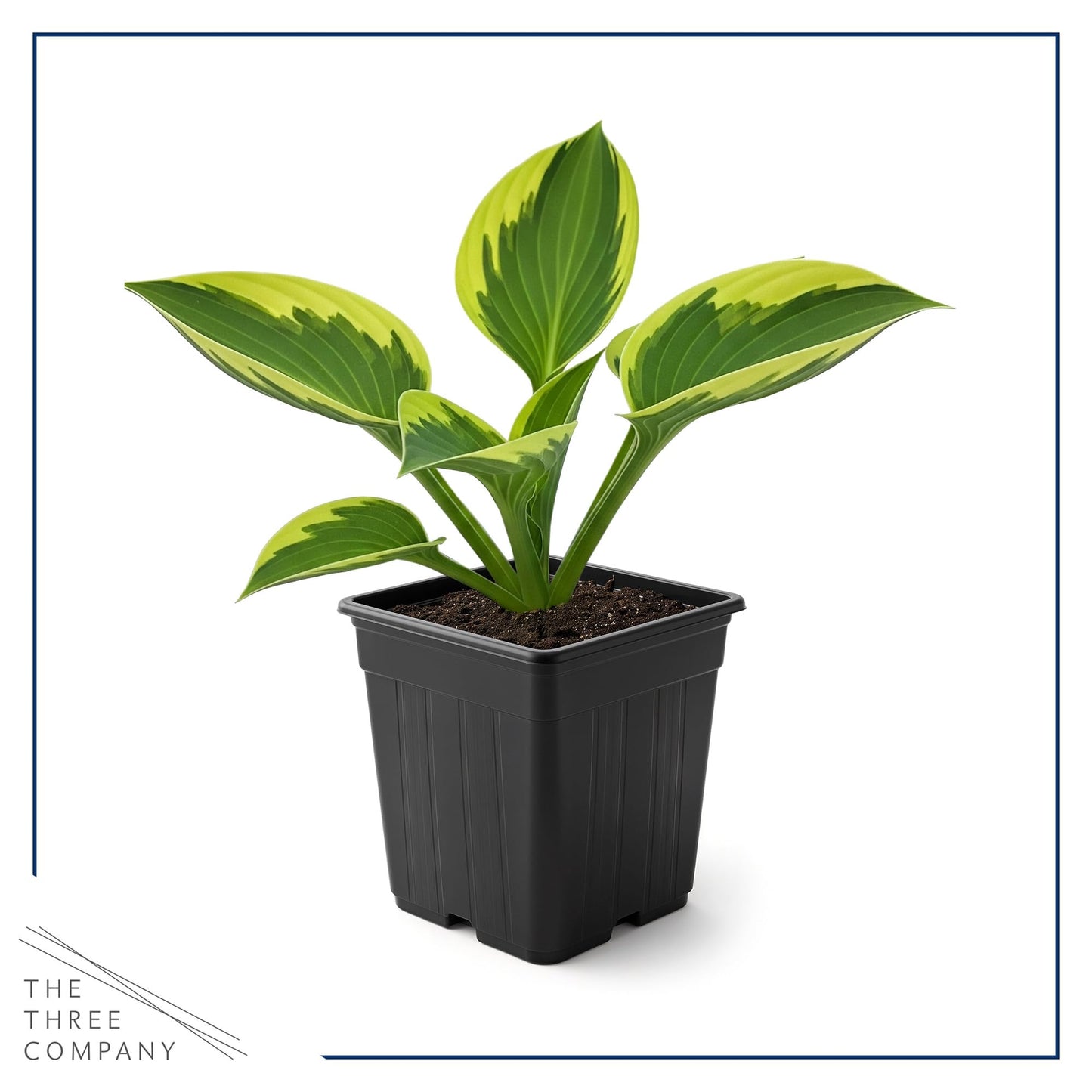 Live Perennial Hosta - Yellow Polka Dot Bikini (3 Plants Per Pack) Beautiful Accent Plant, 10" Tall by 4" Wide in 1 Qt Pot