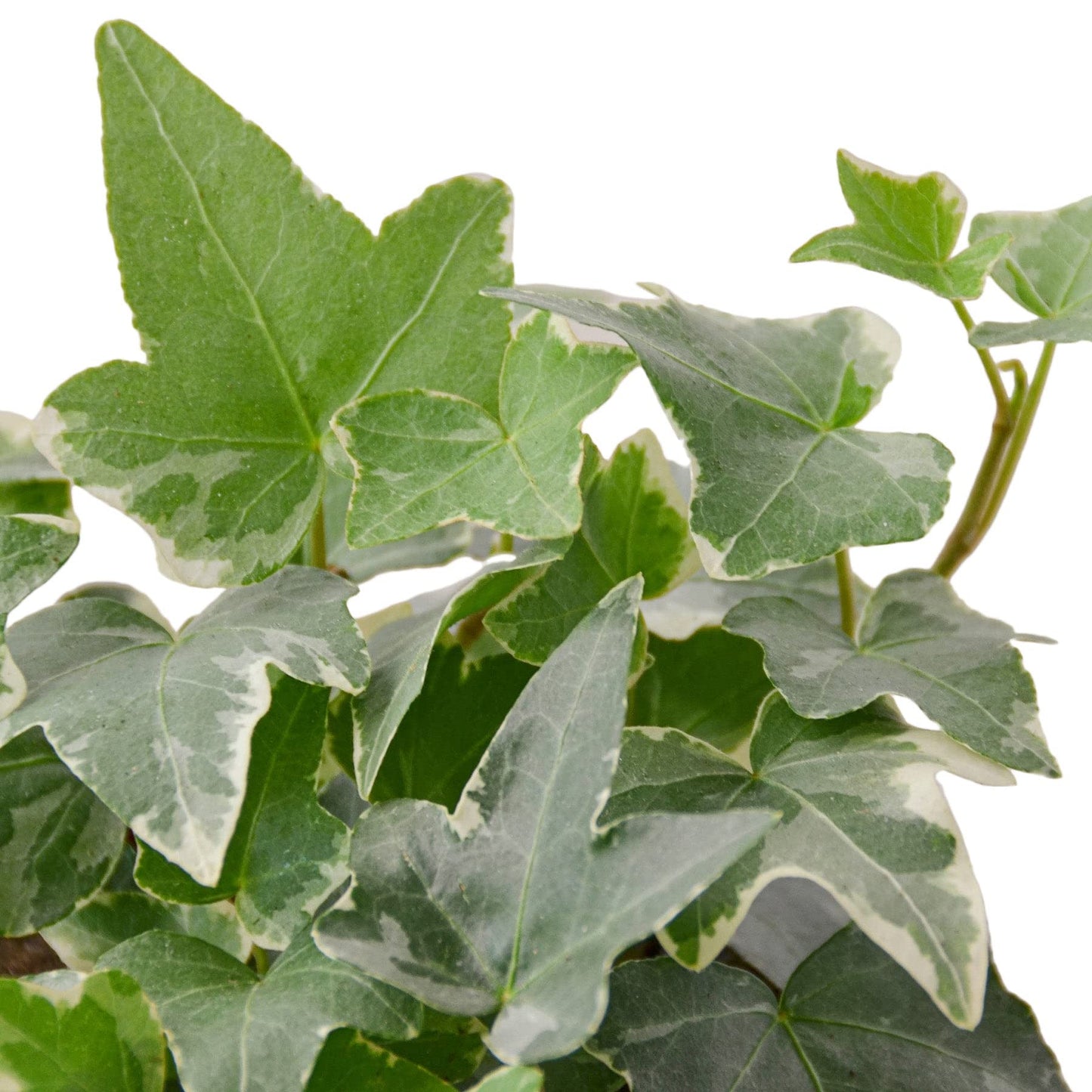 English Ivy 'Glacier' | Live Plant for Indoor & Outdoor | for Living Room, Office, Bathroom | (4" Pot)