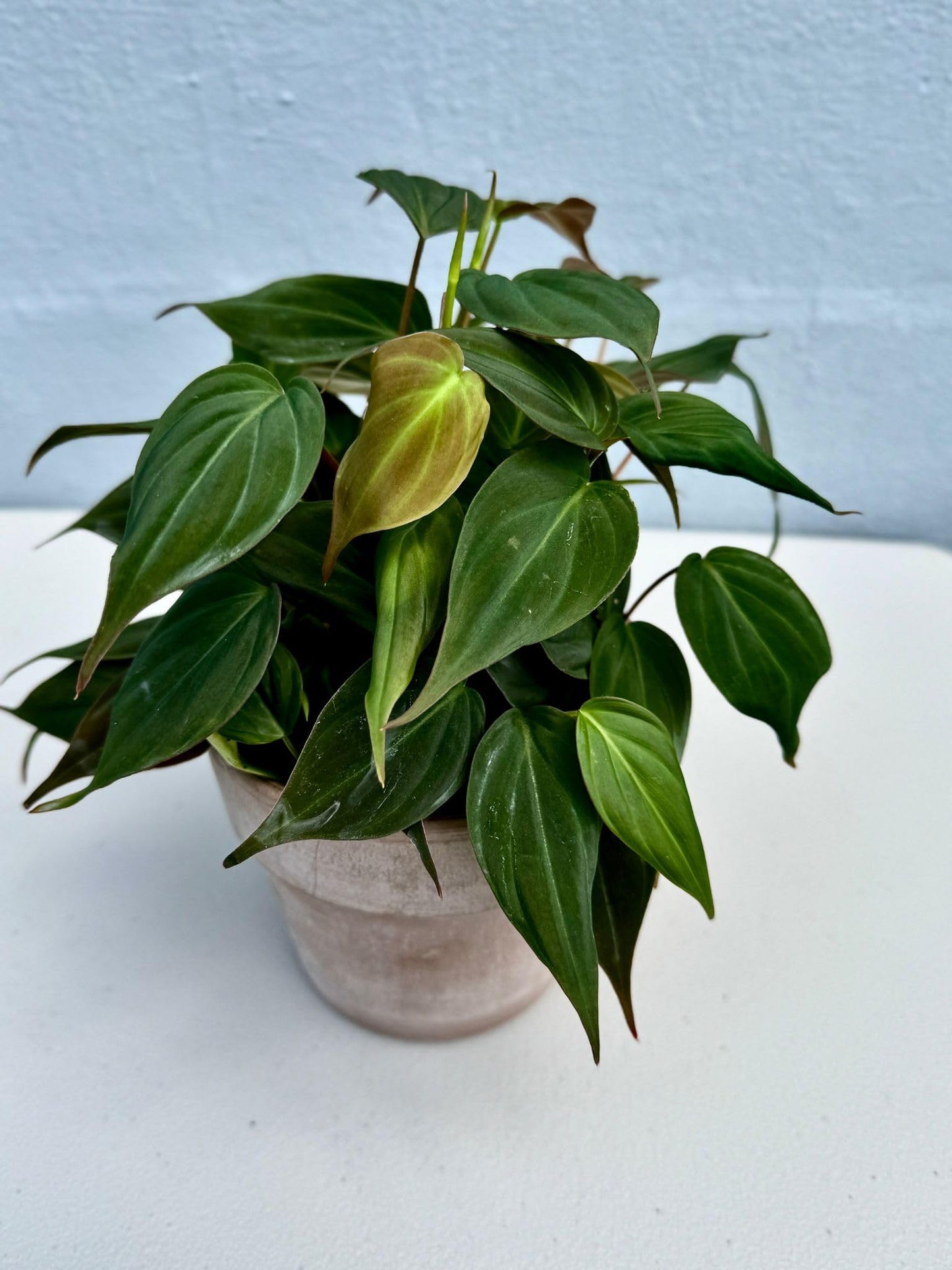 PLANTVERS Philodendron Mican in a 4" Grow Pot - Velvet Leaf Philodendron – Vining Indoor Plant – Easy Care Low Maintenance Houseplant – Low Light Trailing Indoor Plant