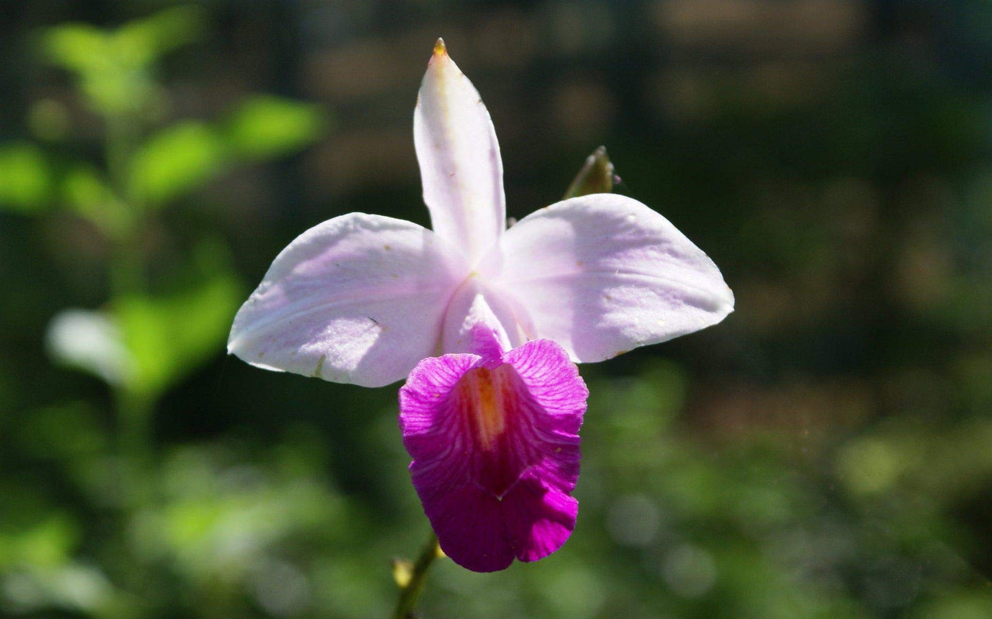 Hawaiian Bamboo Orchid Plant Root - Live Tropical Orchid, Easy Care Indoor Outdoor Flowering Plant with Fragrant Purple Blooms, Hawaii Grown Orchid