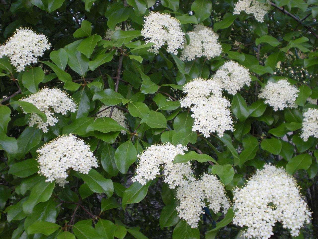 Live Plant - 2 Blackhaw Viburnum Shrubs/Trees - Live Potted Plants - 6-12" Tall - 4" Pots