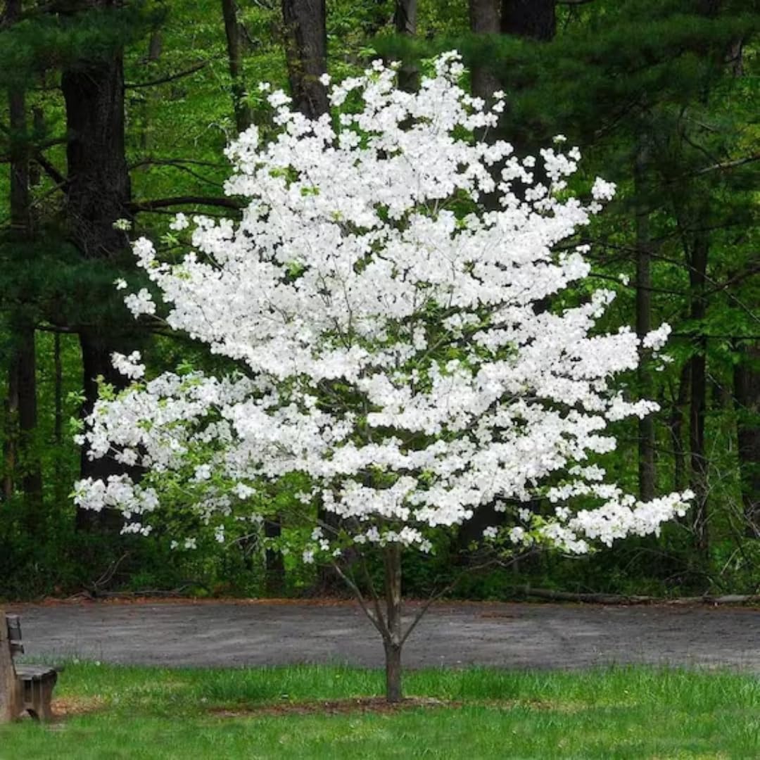 White Kousa Dogwood Flowering Trees Live Plants Shrubs, Quart Pot Size 6-12" Tall Dogwood Tree Bush for Planting Outside